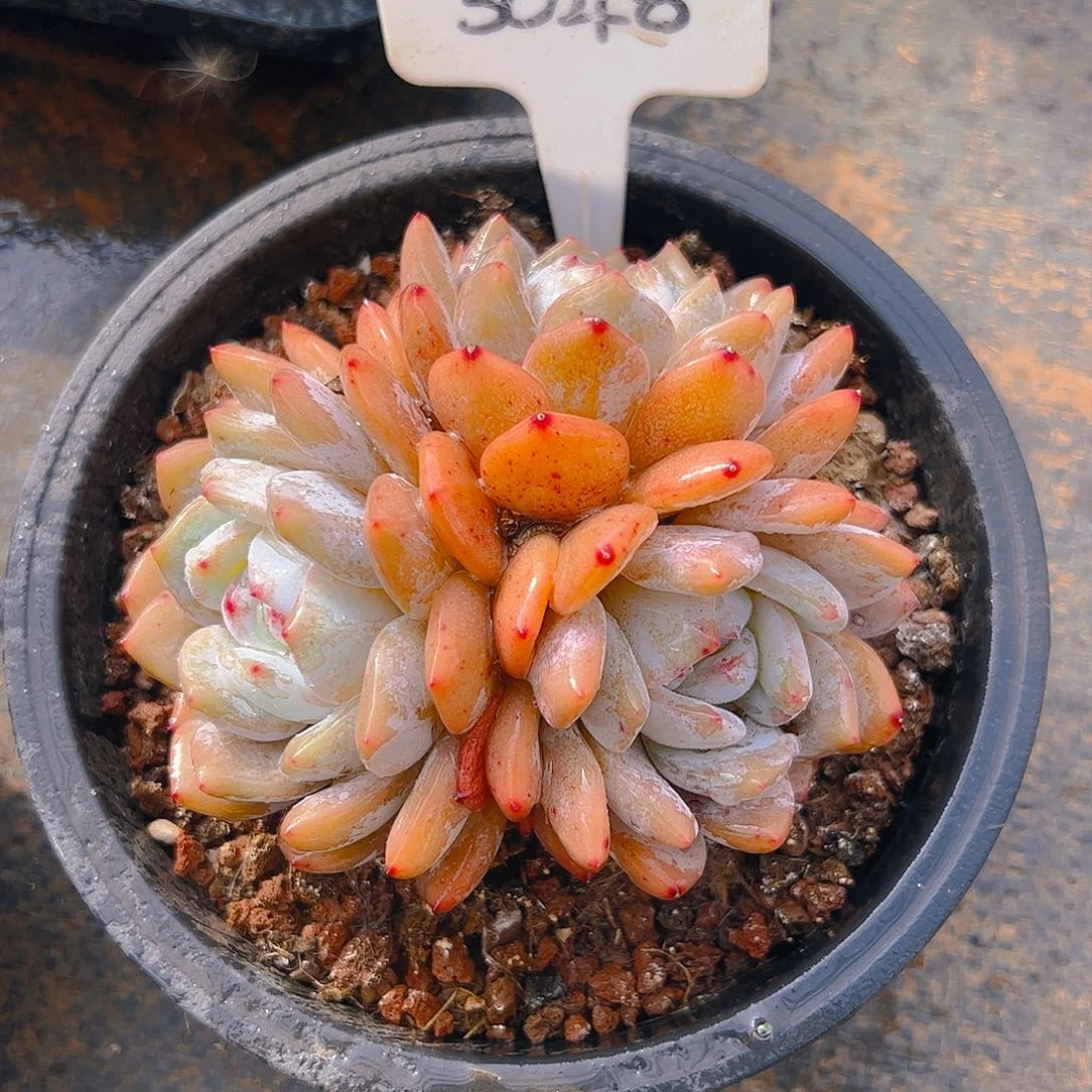 三头韩橙3048号一物一拍