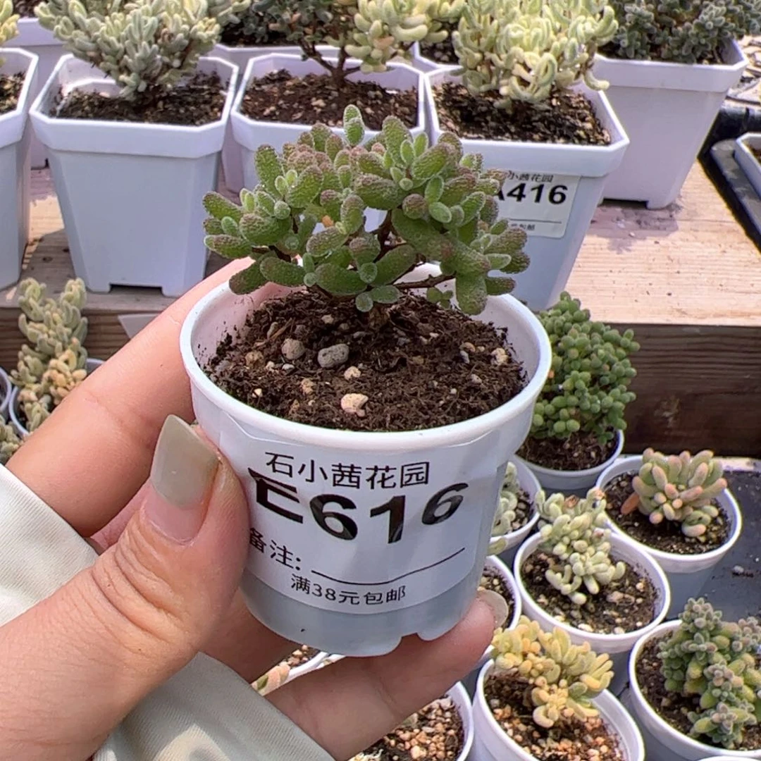 多肉植物枝干假飞机猪-折后