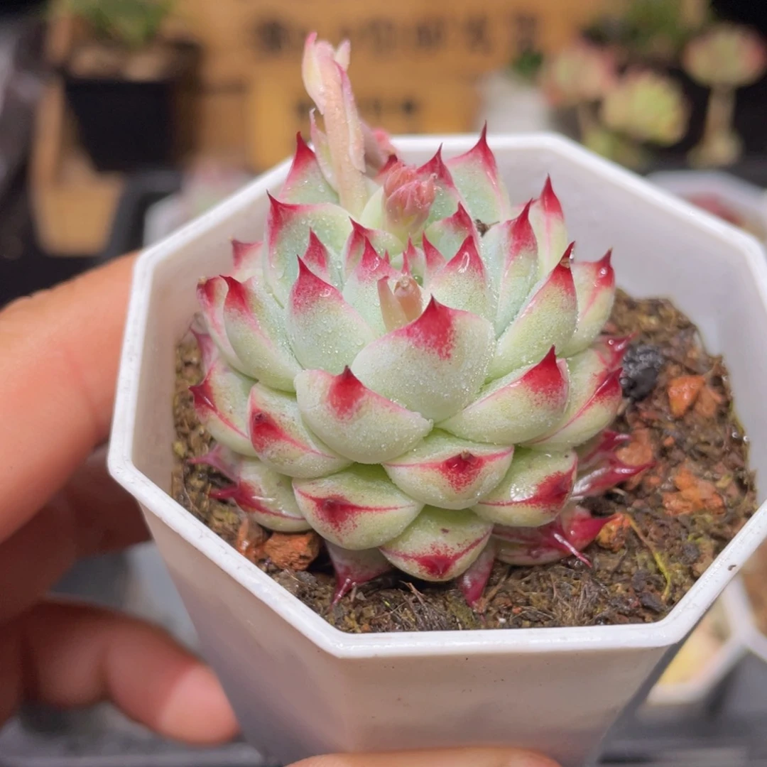 白吉多肉9.9包邮发货