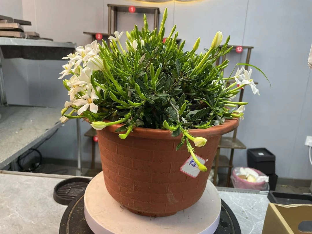 精品老桩栀子花盆栽花卉四季开花（一物一拍）