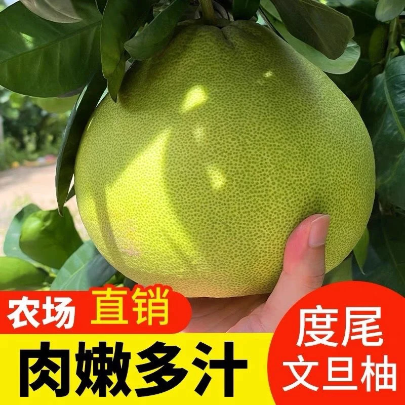 福建仙游度尾文旦柚柚子新鲜应季红心蜜柚酸甜多汁不发次果裂果