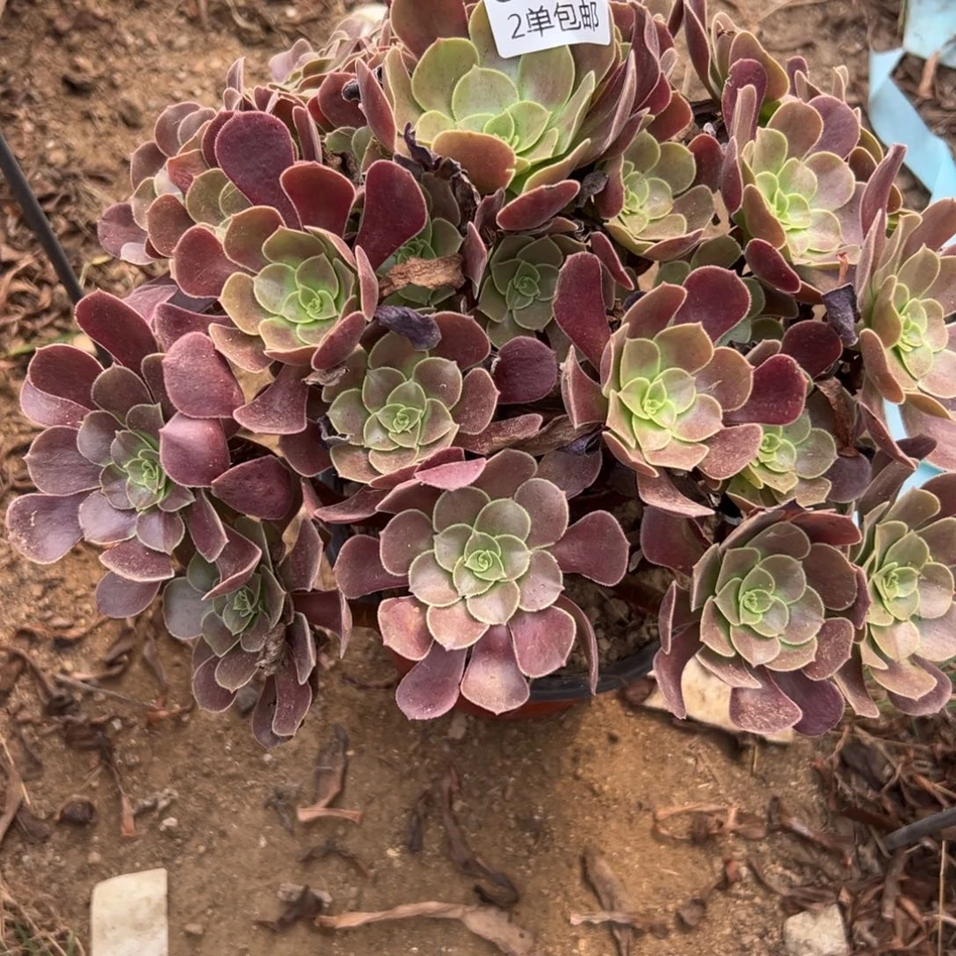 599多肉   欧紫 不包断头