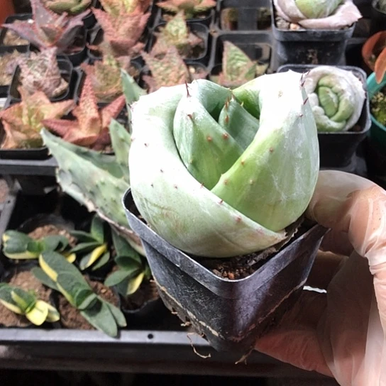 觅***魂无花朵2109带盆土