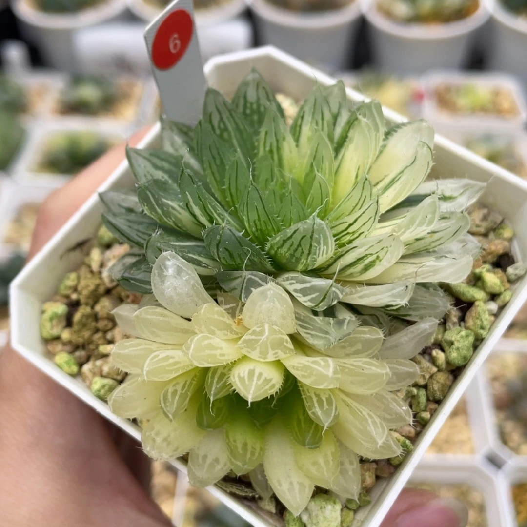 6 双头花蝴蝶玉露锦11111
