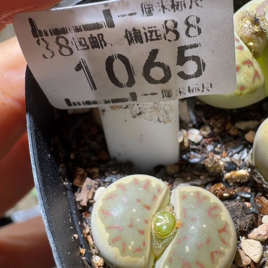 Sss清仓便宜出1065