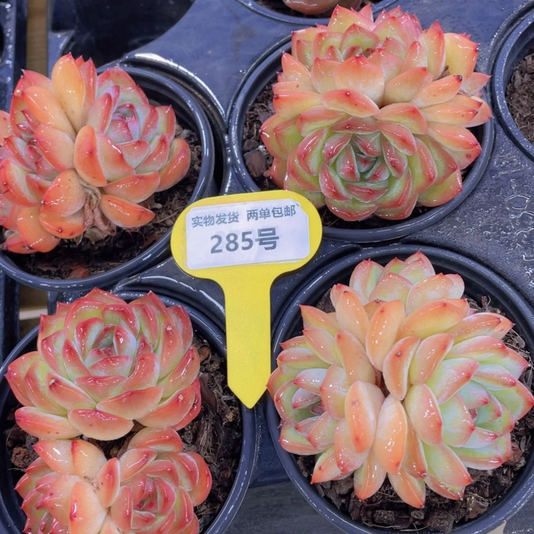 285号 精品草莓杏仁多头群一个