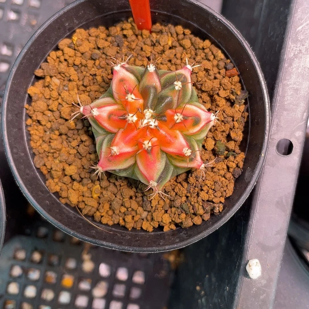 1-193米哈锦3.3厘米