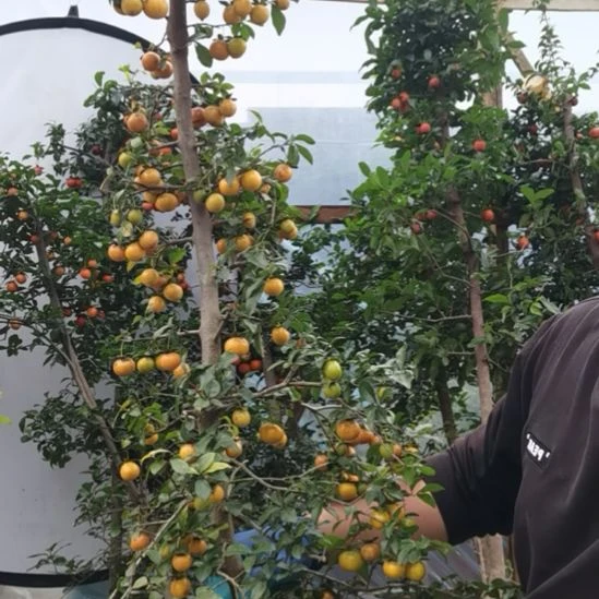 大量花朵（建议范围：8朵-15朵 或40%以上）