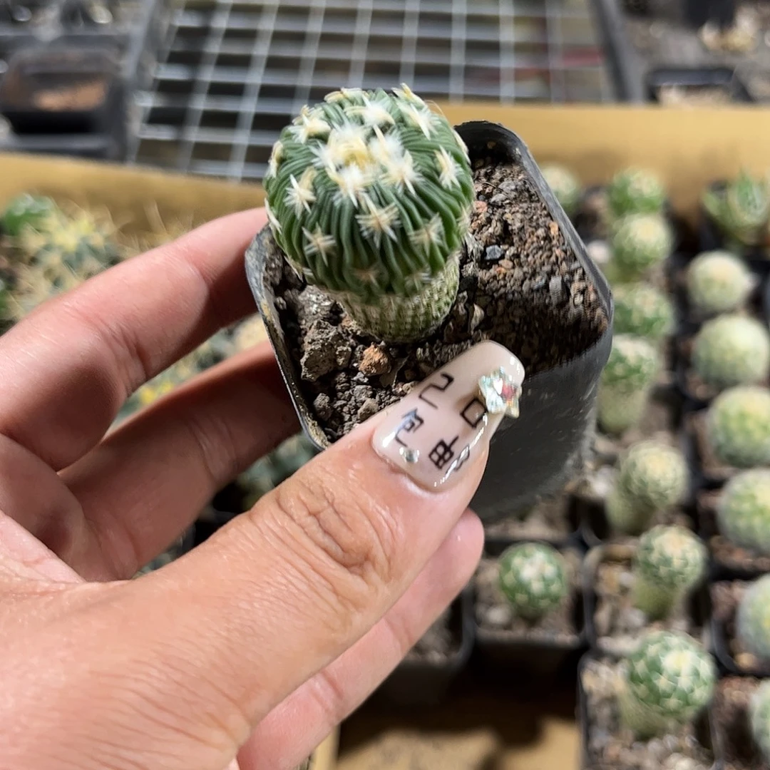 太刀岚单头发货单头