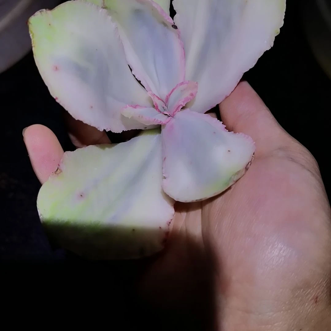 克罗萨超白覆轮主头头盖