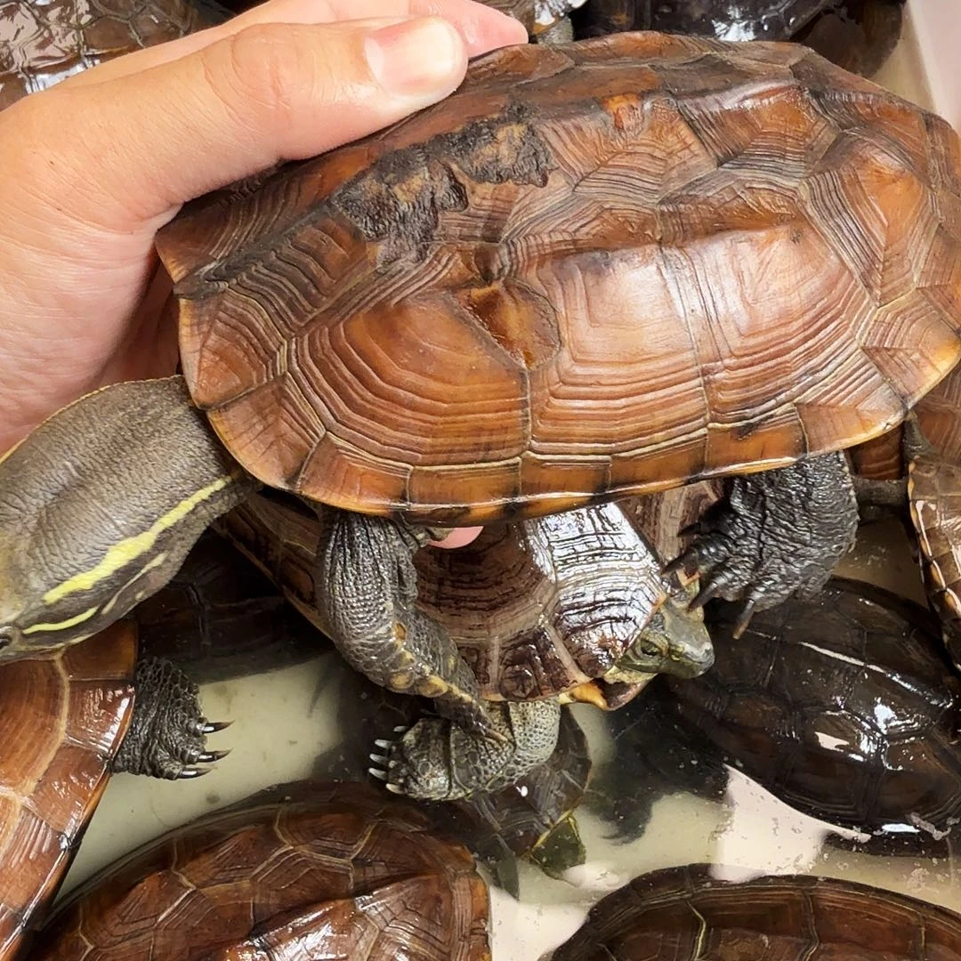 木***i绿毛龟母6666666666666666
