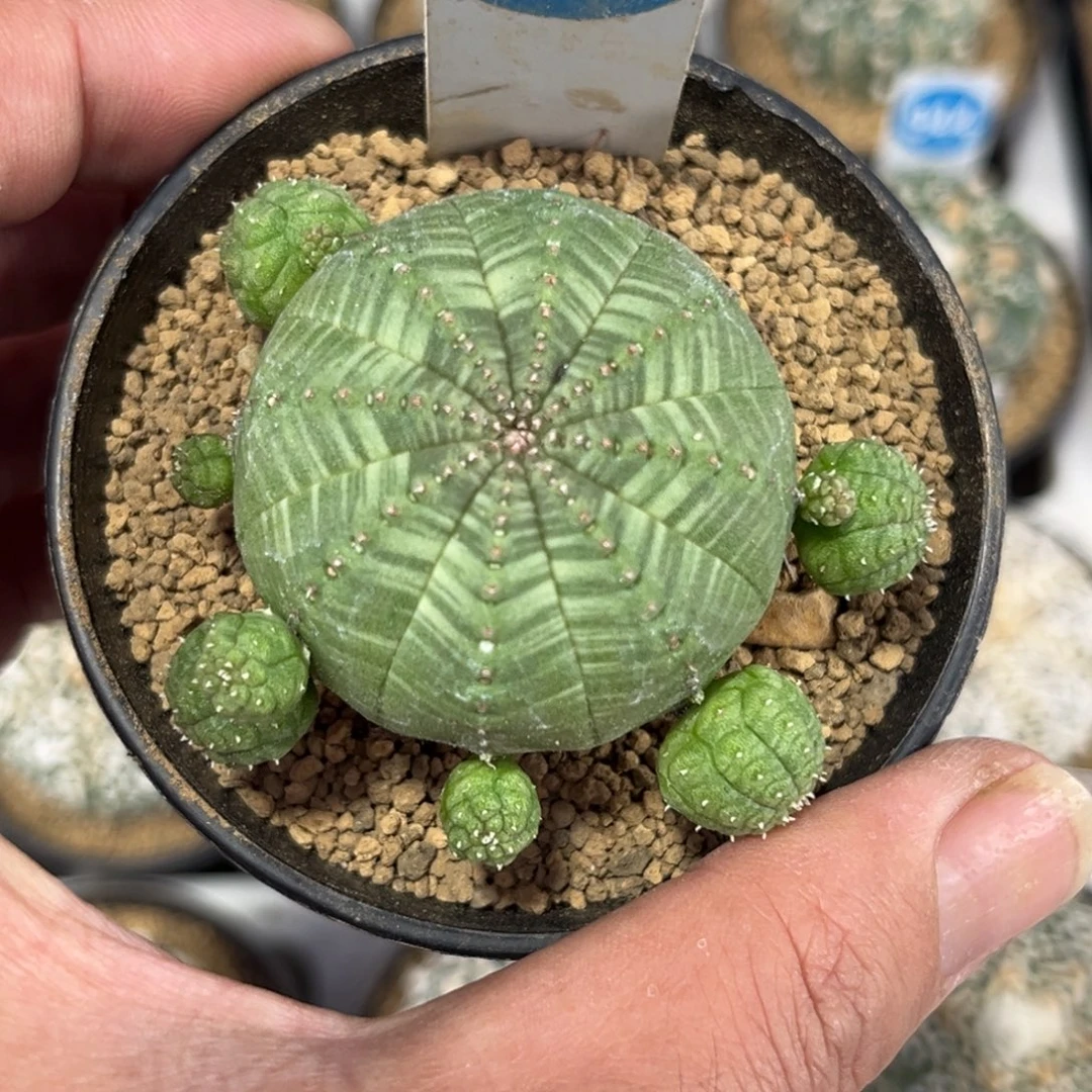 850实生布纹球带盆带土