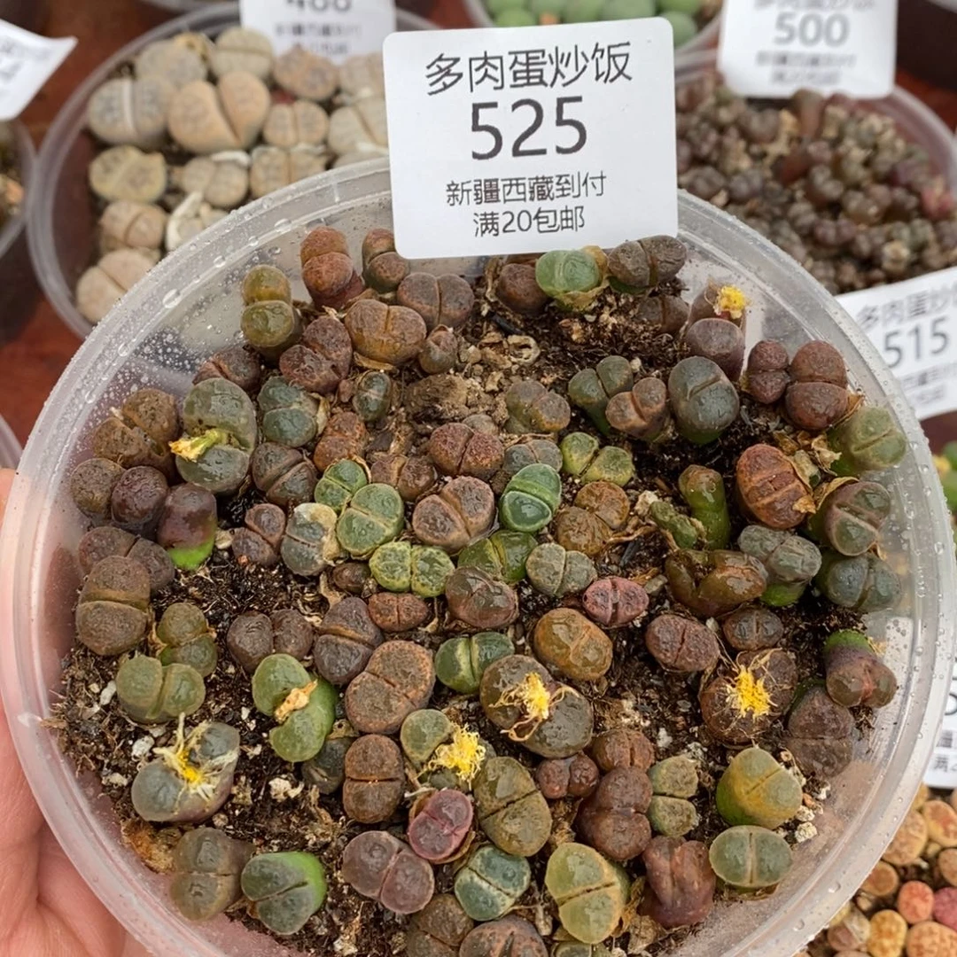 感谢您的光临，525