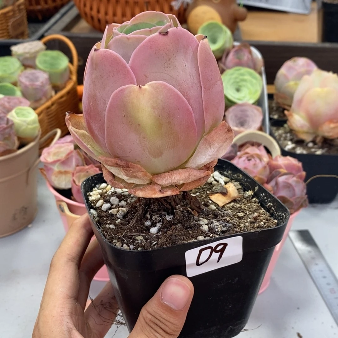 山地玫瑰000000009