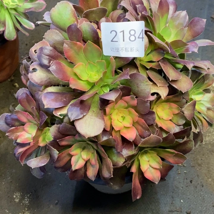 雅典娜多肉断头不包2184