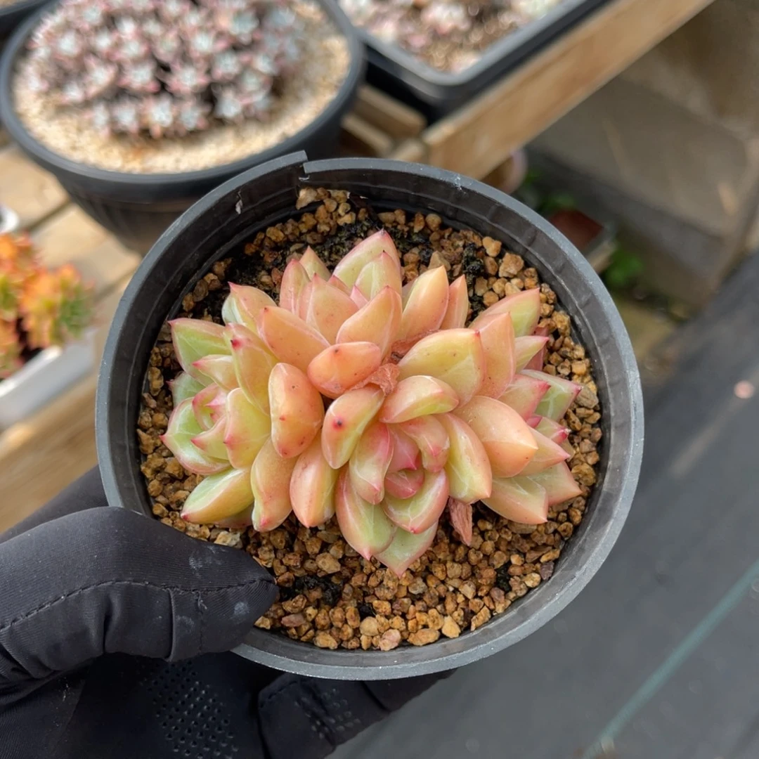 黄金香槟满68包邮