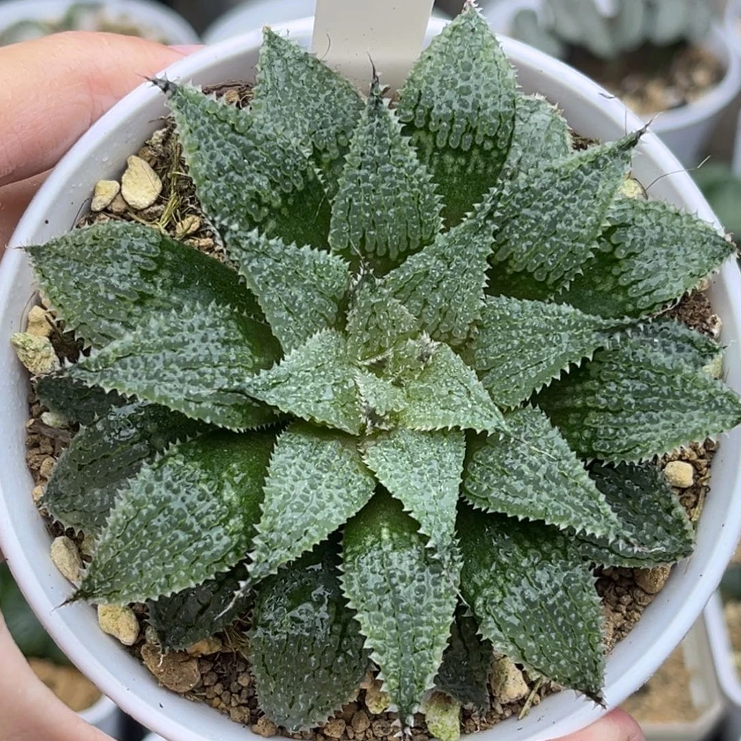 50莫瑞莎福利专场