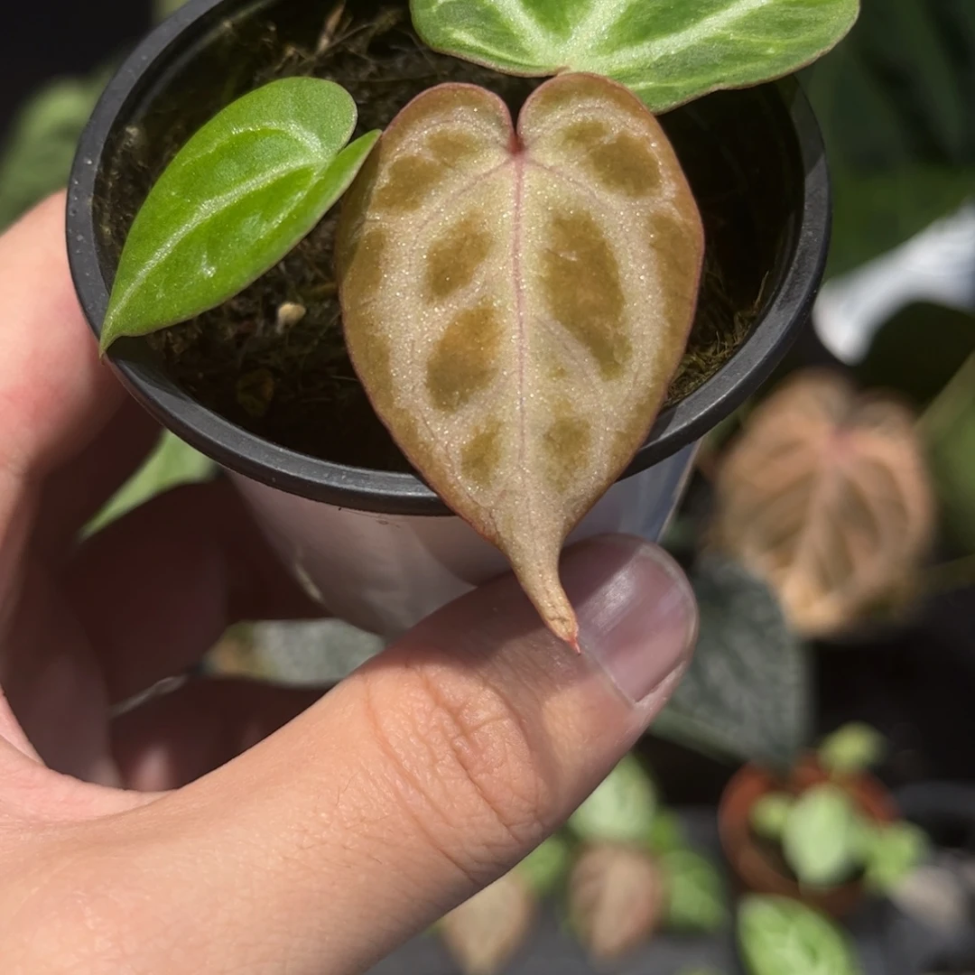 不开花植物神秘a88