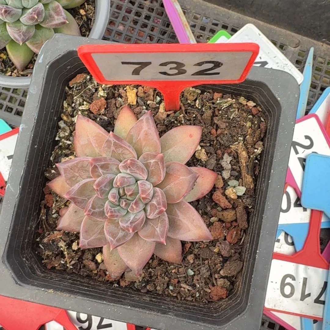 多肉植物美人杂732