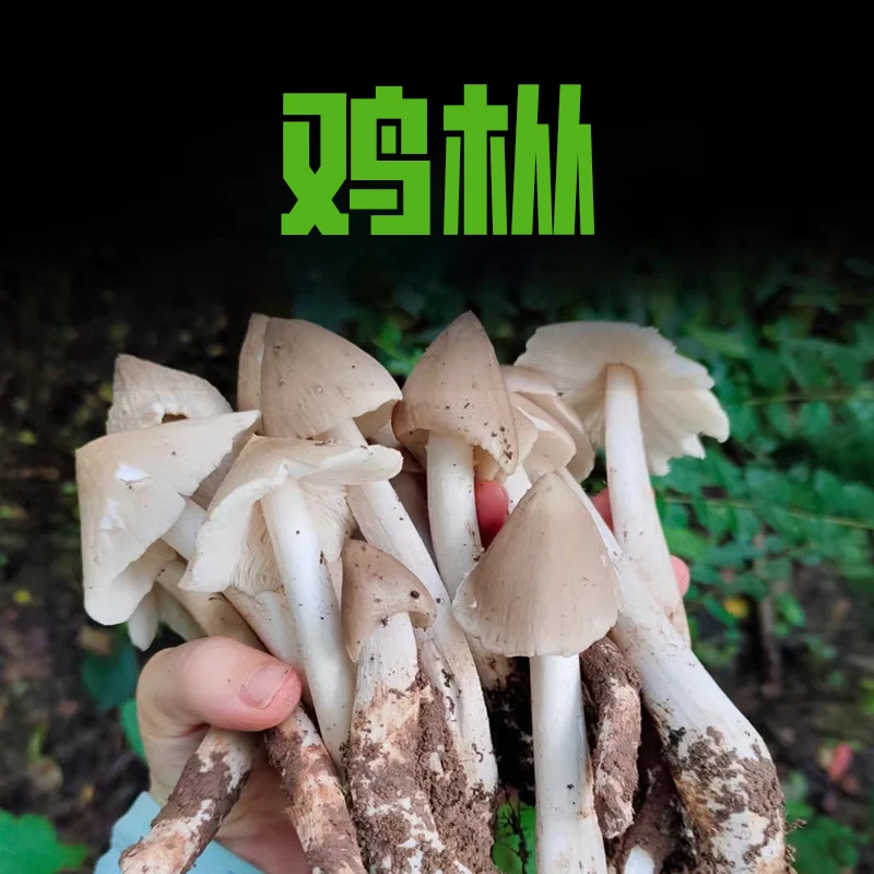 ！【鸡枞】一物一拍、谨慎购买、不售后！