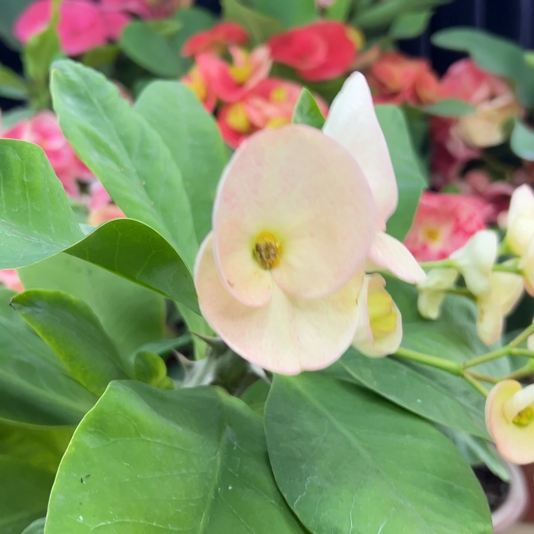 DBE12泰国大花虎刺梅