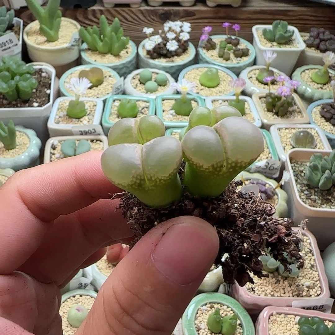 无花朵3951-一物一拍