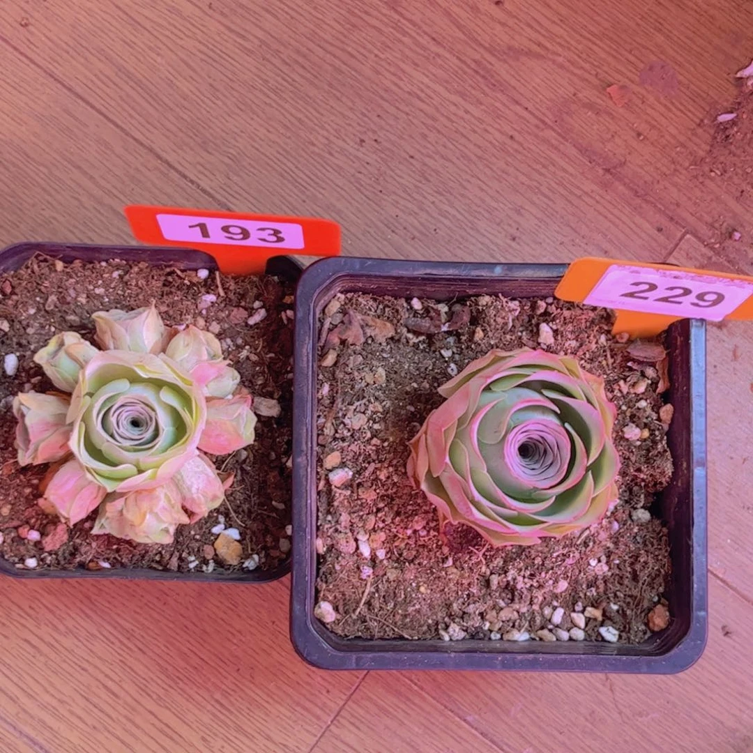 193山地玫瑰绿色