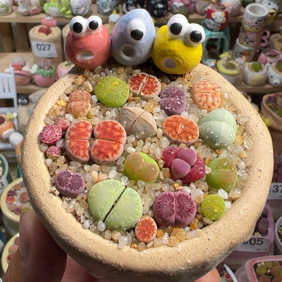 多肉植物152号彩色