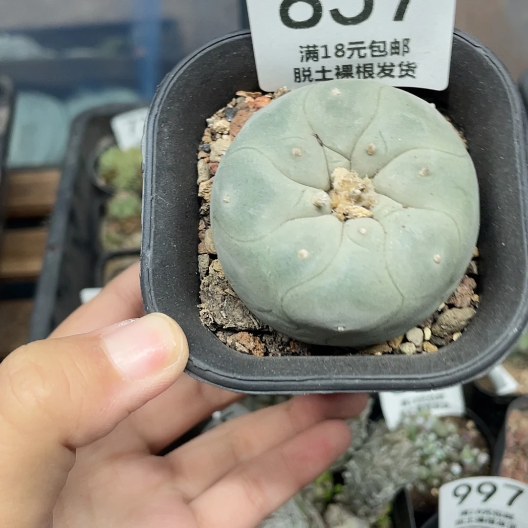 857银海鲜（满18元包邮）