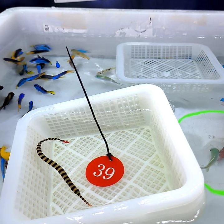 红斑结海龙80一条5-44-39