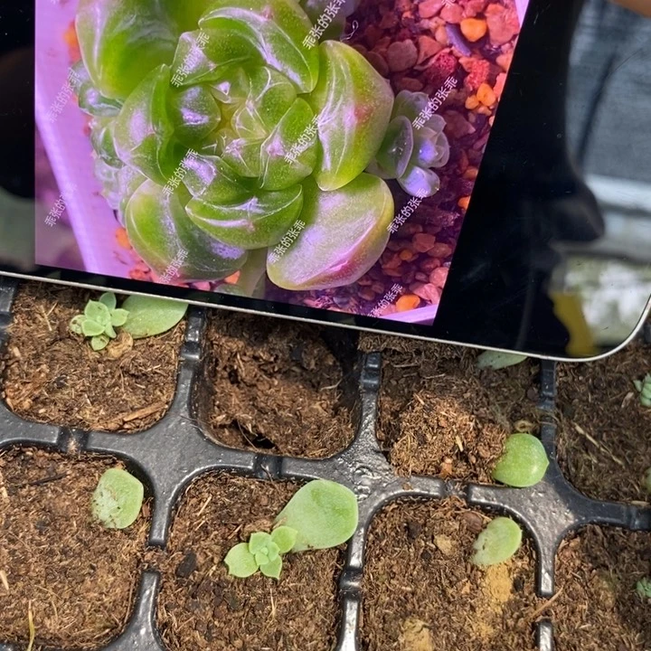 乖张财富c2芽苗一个多肉