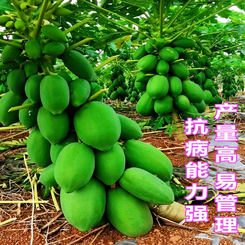水果木瓜苗矮化冰糖红心木瓜苗四季庭院盆地裁当年结果青木瓜树苗