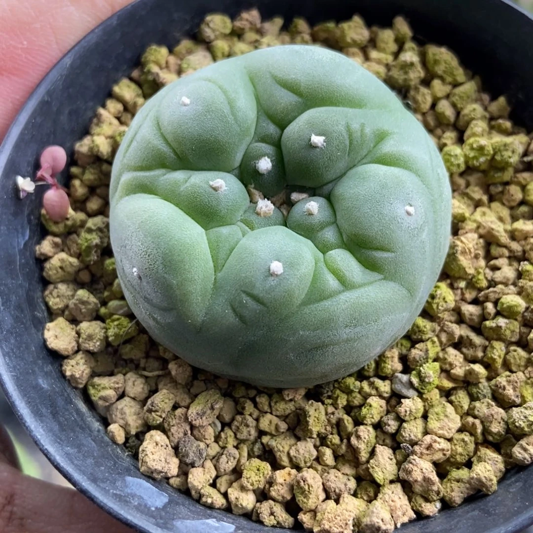 实生大油古田贝无刺仙人球