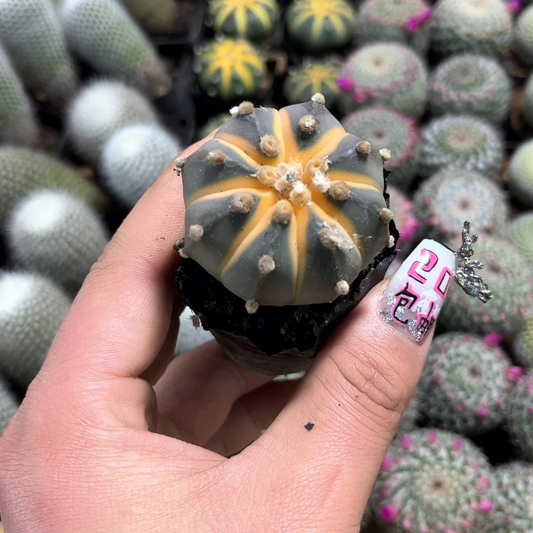 ****y24949一物一拍单头发货