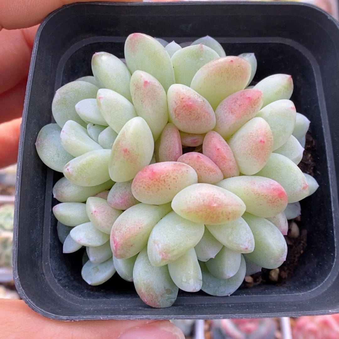 冰玉群生可拍518号。