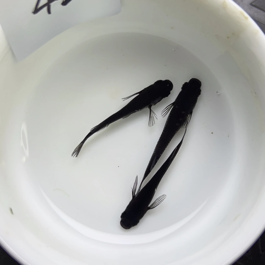 青鳉鱼42。