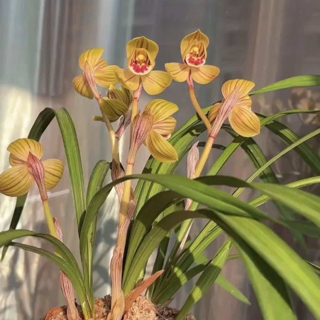 莲瓣兰复兴荷3苗连体云南原生老种顺丰包邮花期带花