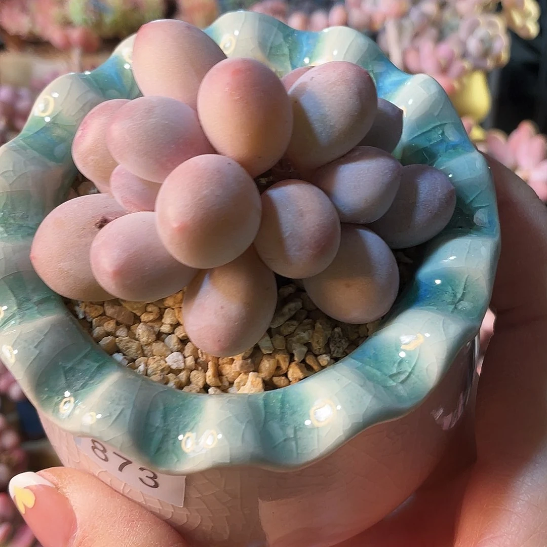 止*多肉植物的生长发育与生长发育的