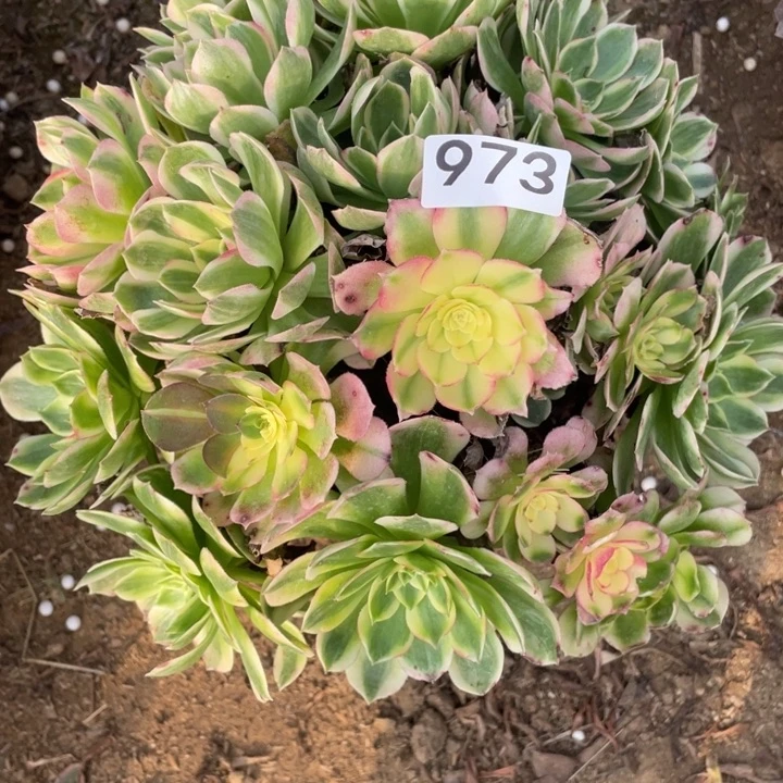 无花朵973对肉植物海仙