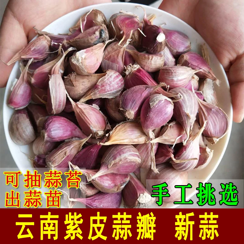 云南紫皮大蒜香蒜干大蒜头老品种红皮大蒜新鲜农家大蒜干蒜