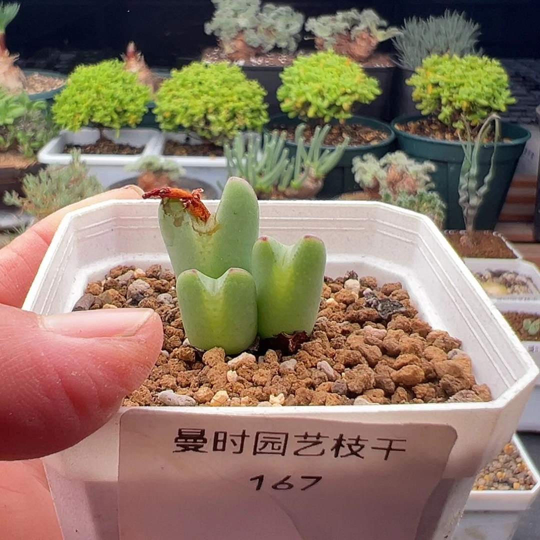 N****'167号皮卡丘11.7多肉