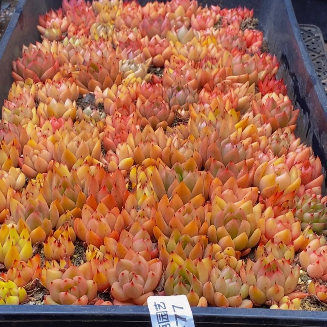 477多肉植物百科名片作译者