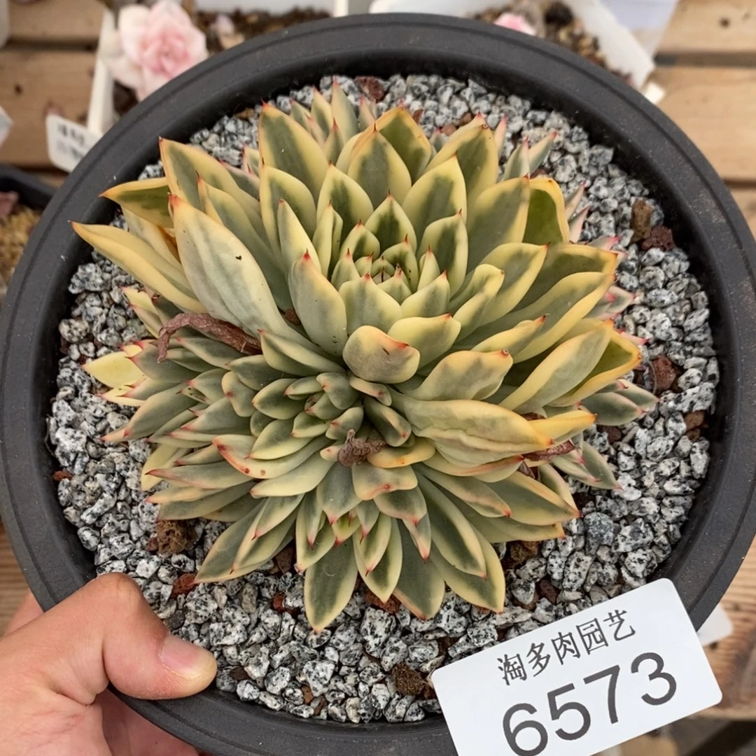 阿斯娜多肉植物6573