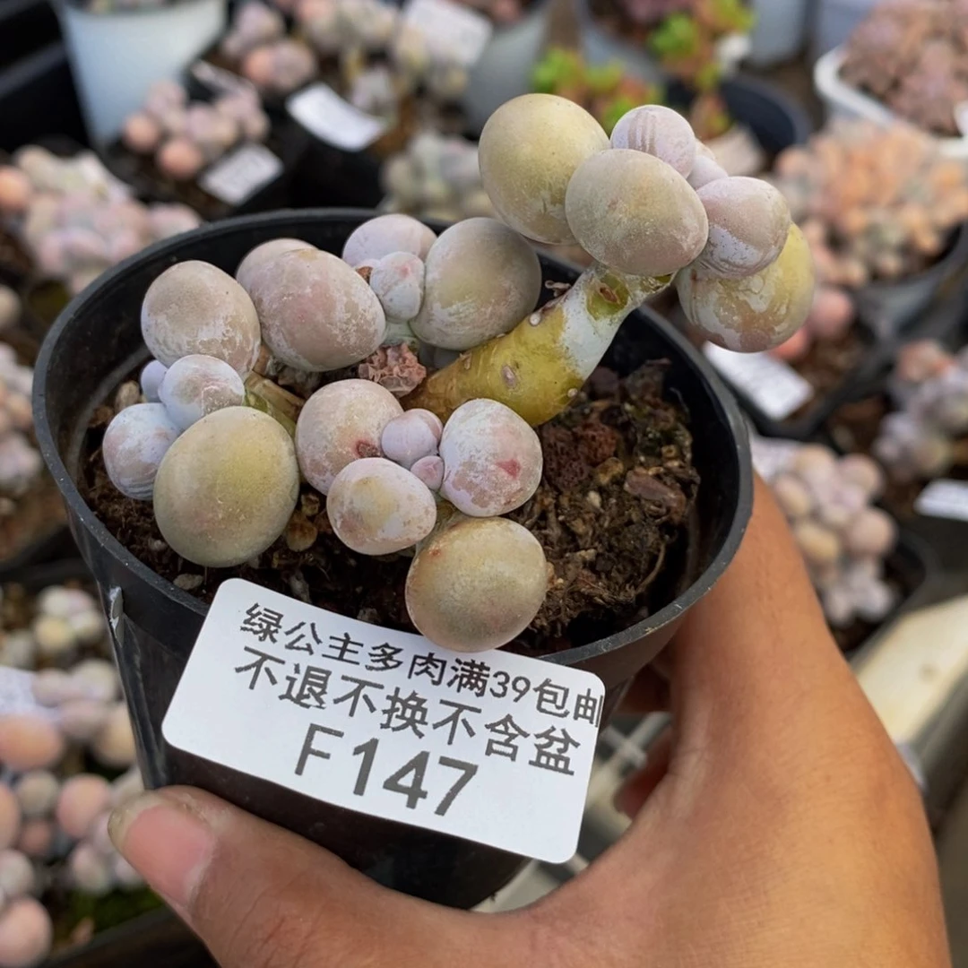 147橙奶多肉肉8cm
