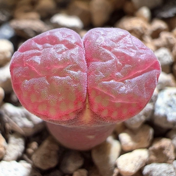 790。 优选超红窗c10x贝瑞公主。