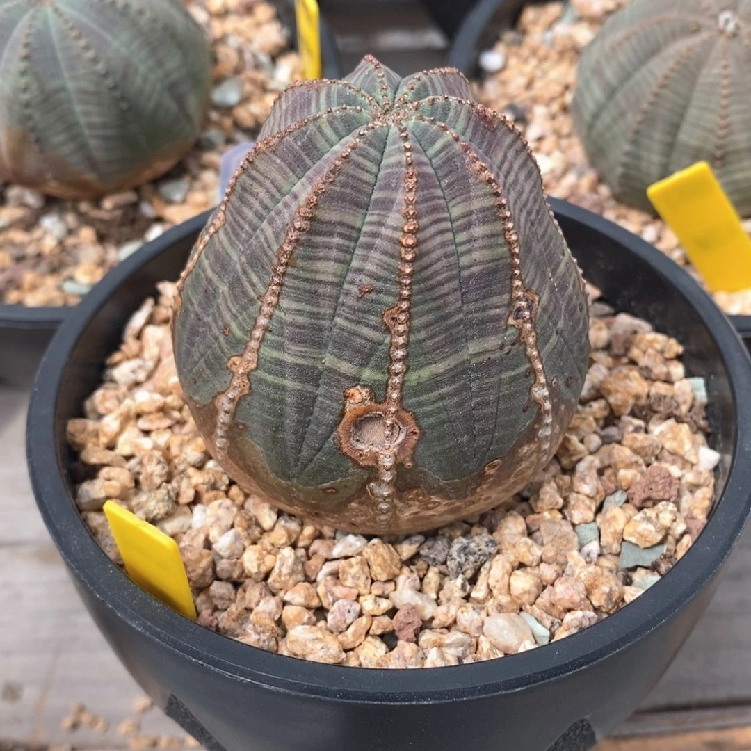 T***u欧系实生布纹球多肉植物