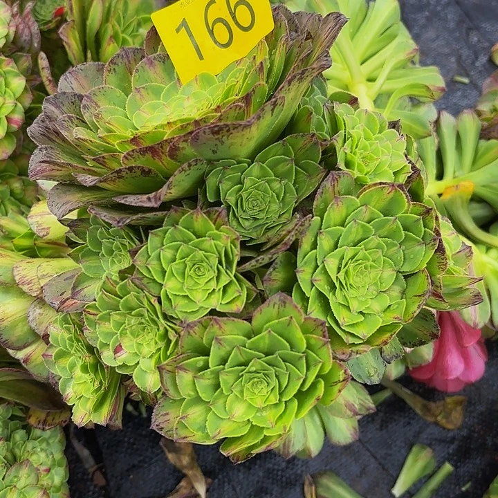 多肉植物知否的，166