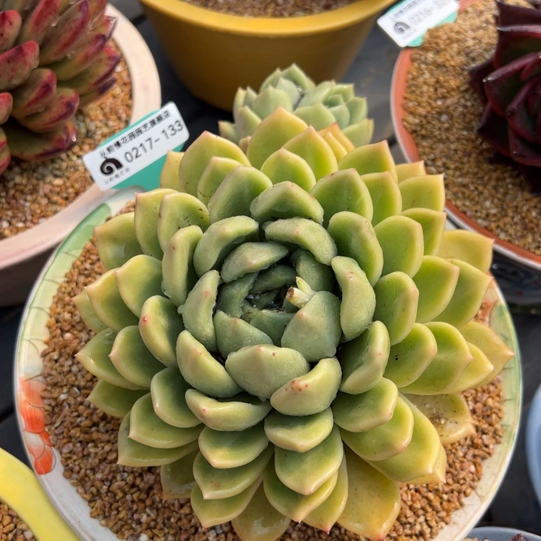 从前前慢多肉精选编号0217.133