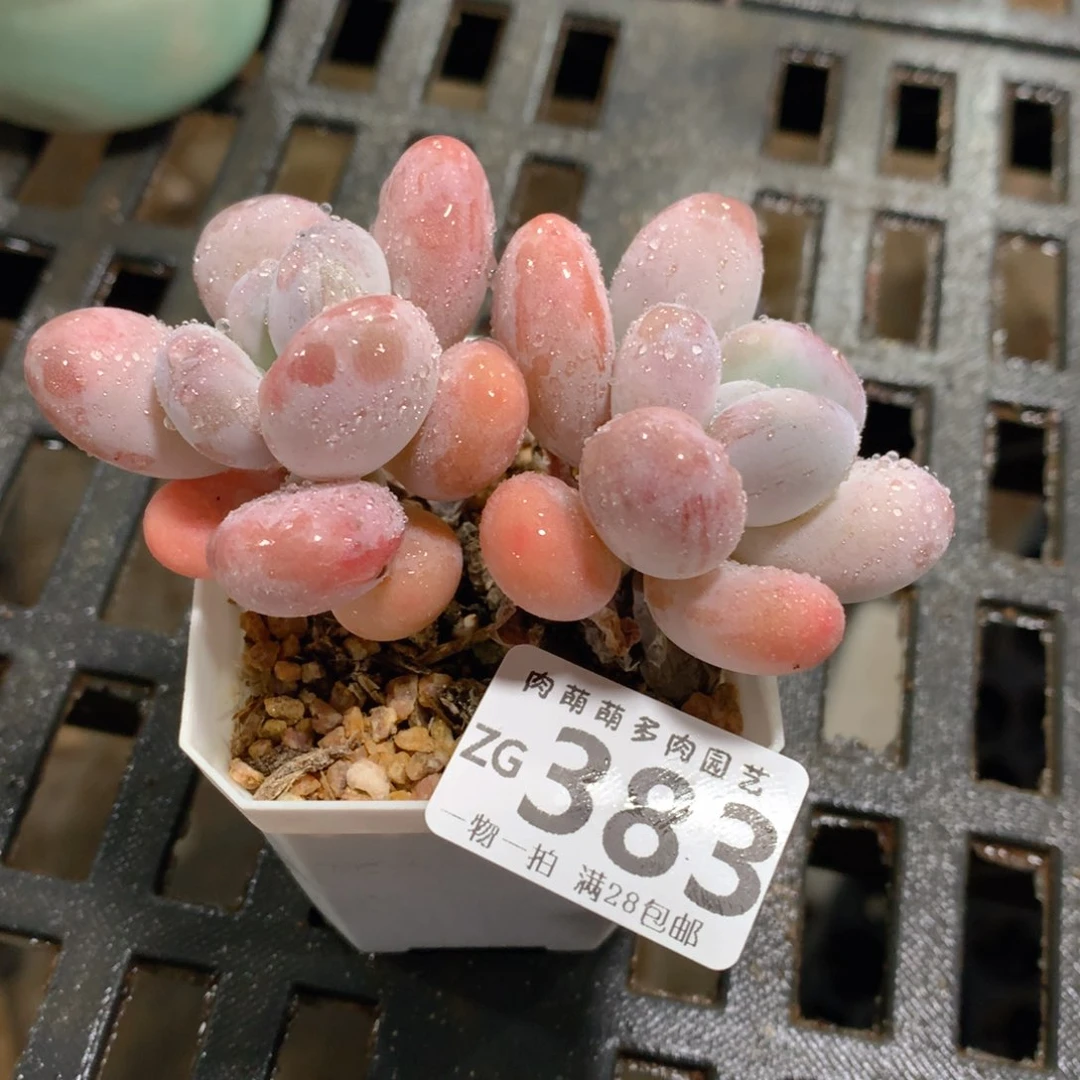 肉萌萌拇指盆精控多肉ZG383