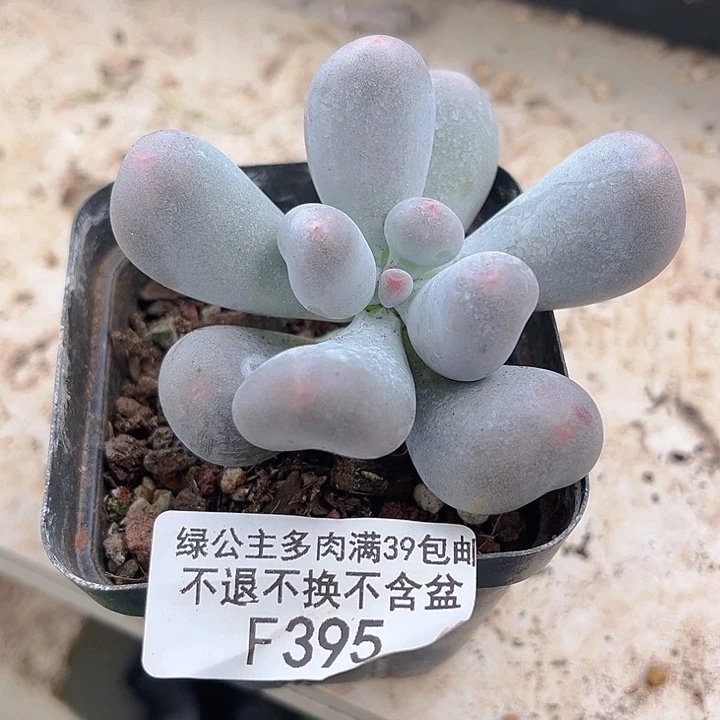 完全开放395-米可奶7cm